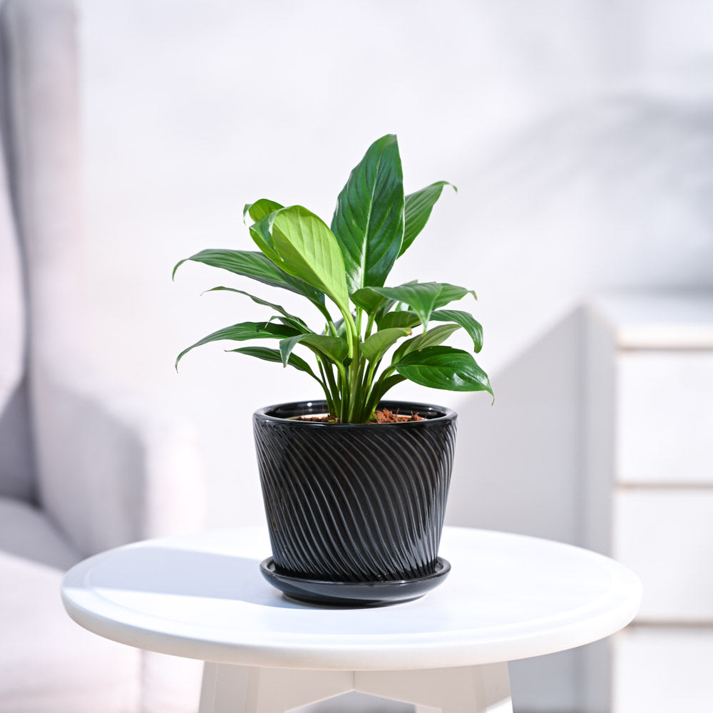 small_ceramic-pot_black