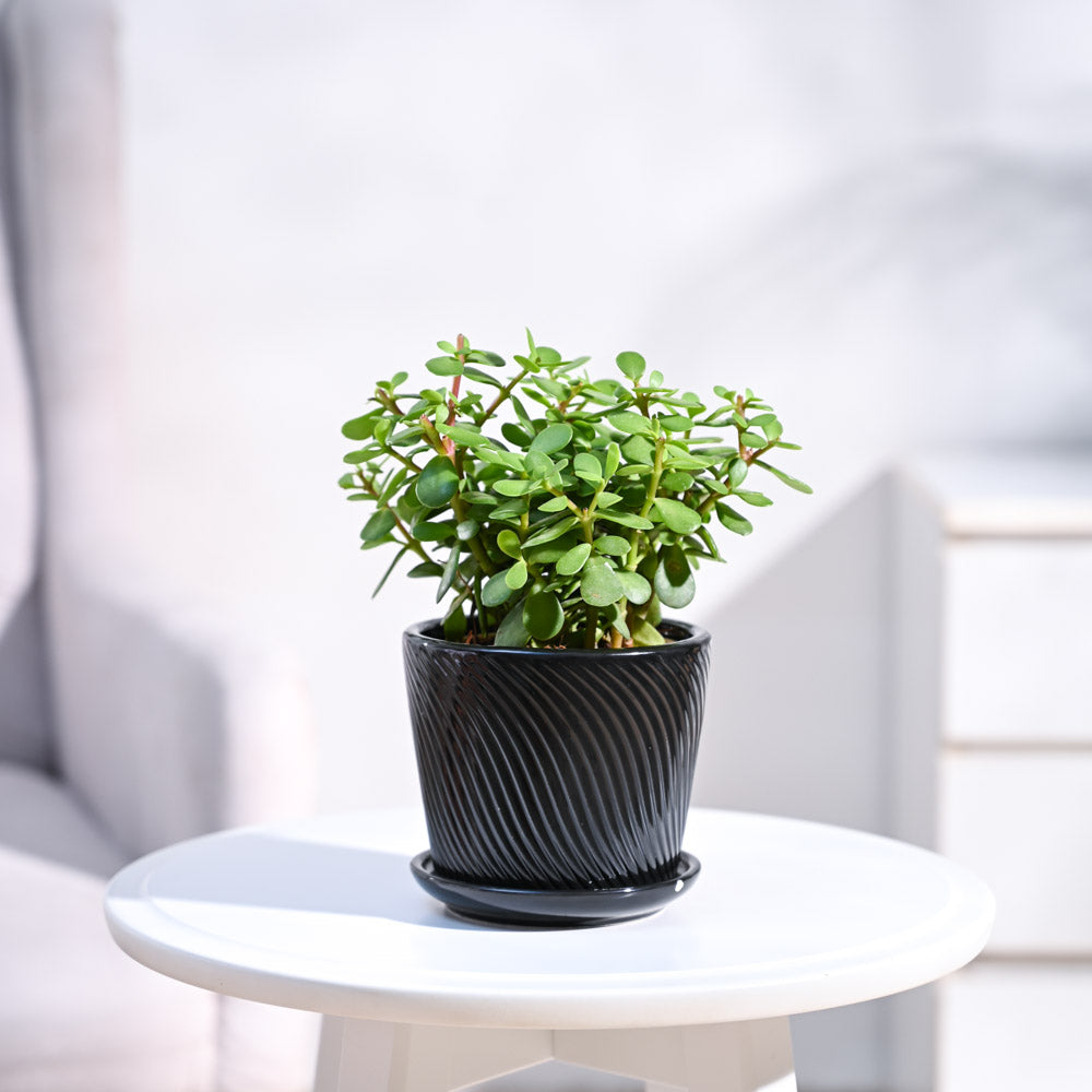 small_ceramic-pot_black