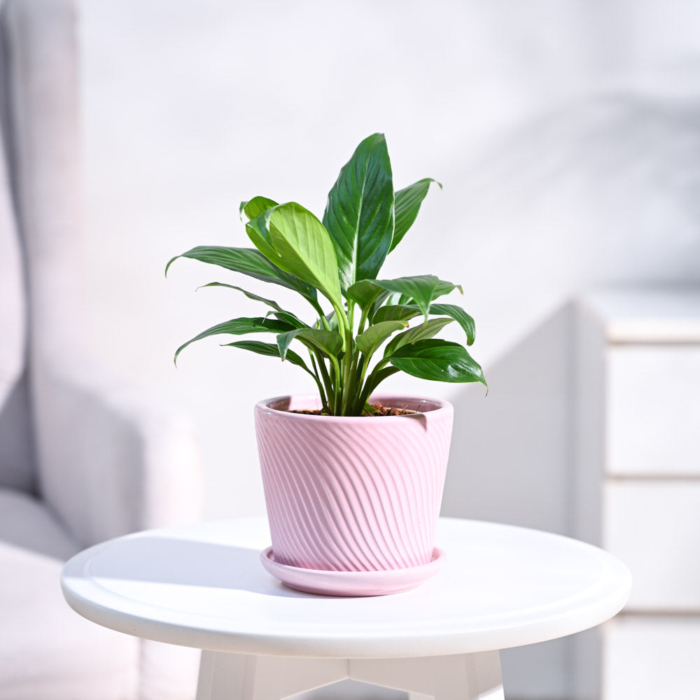 small_ceramic-pot_pink