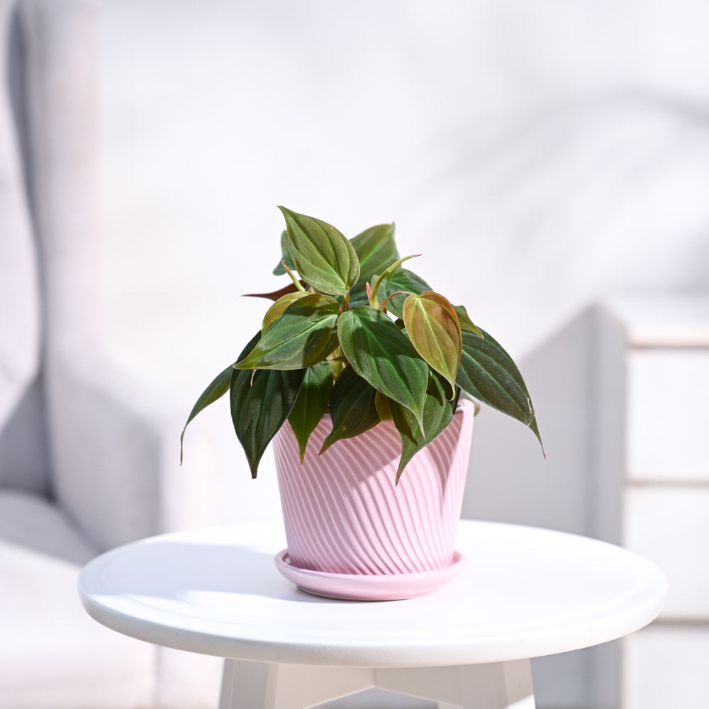 ceramc-pot-pink