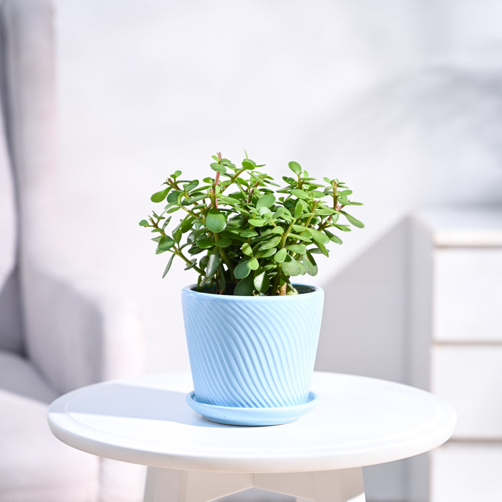 small_ceramic-pot_sky-blue