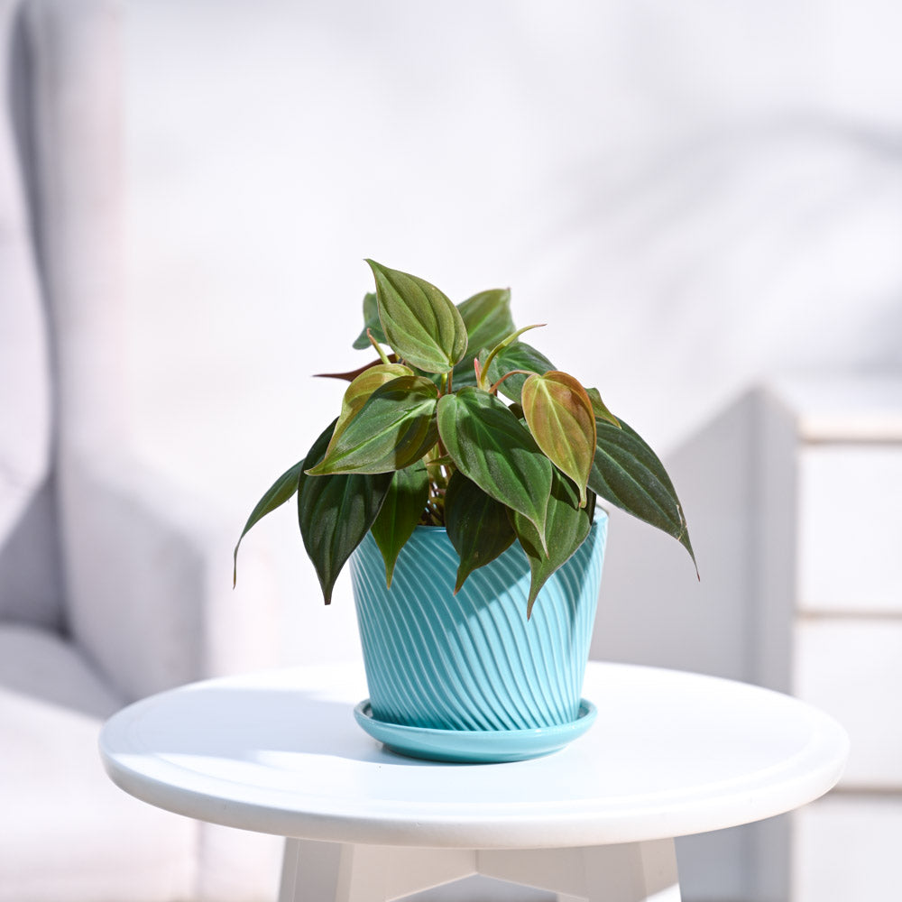 ceramc-pot-turquoise-blue