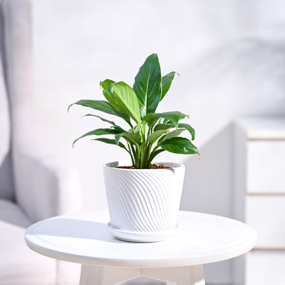 small_ceramic-pot_terquess-white