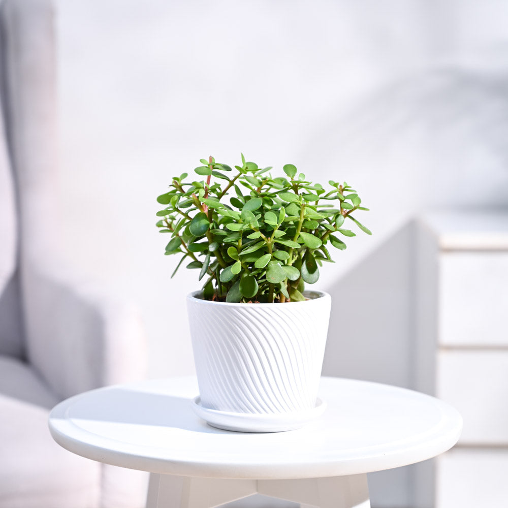 small_ceramic-pot_white