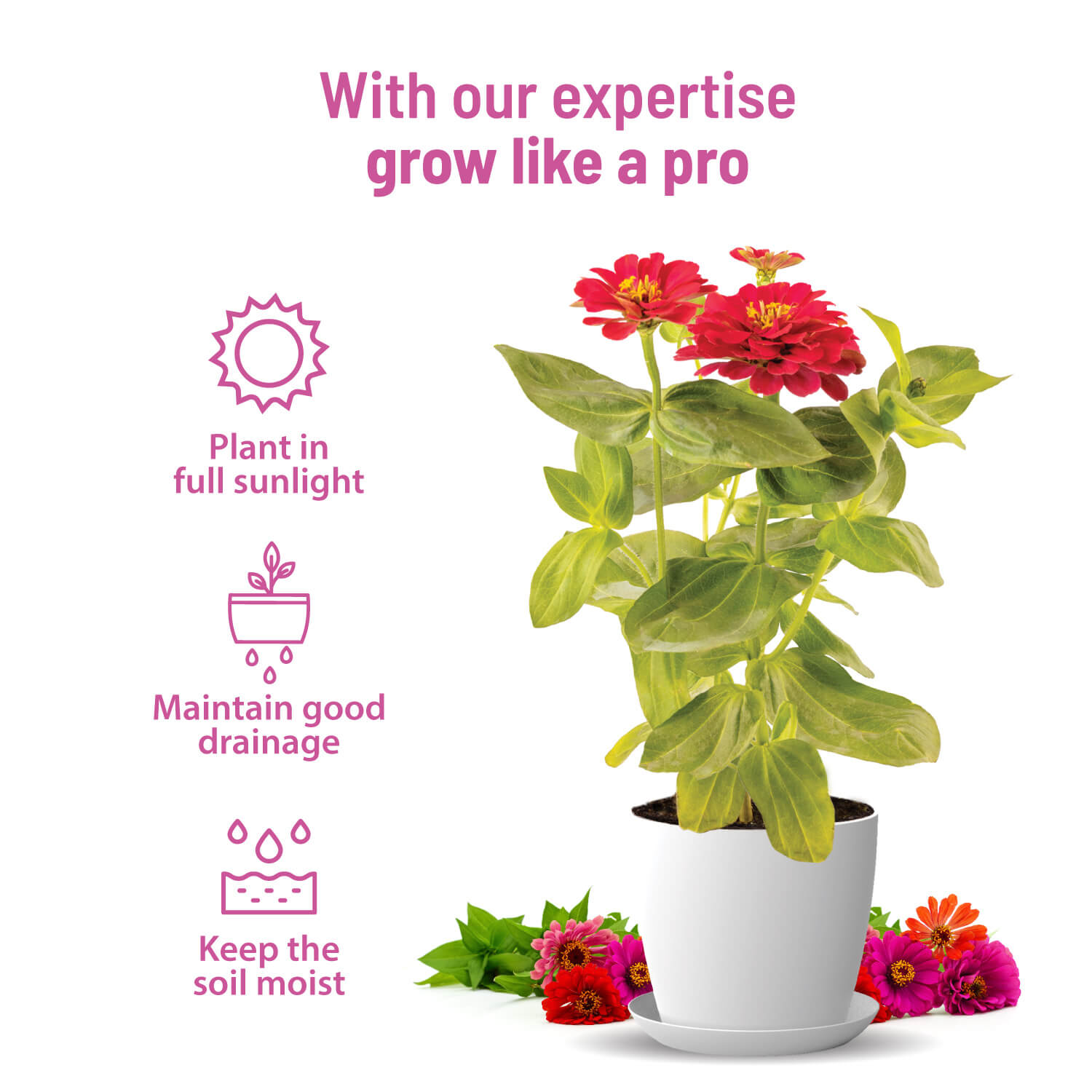 Zinnia Grow Kit