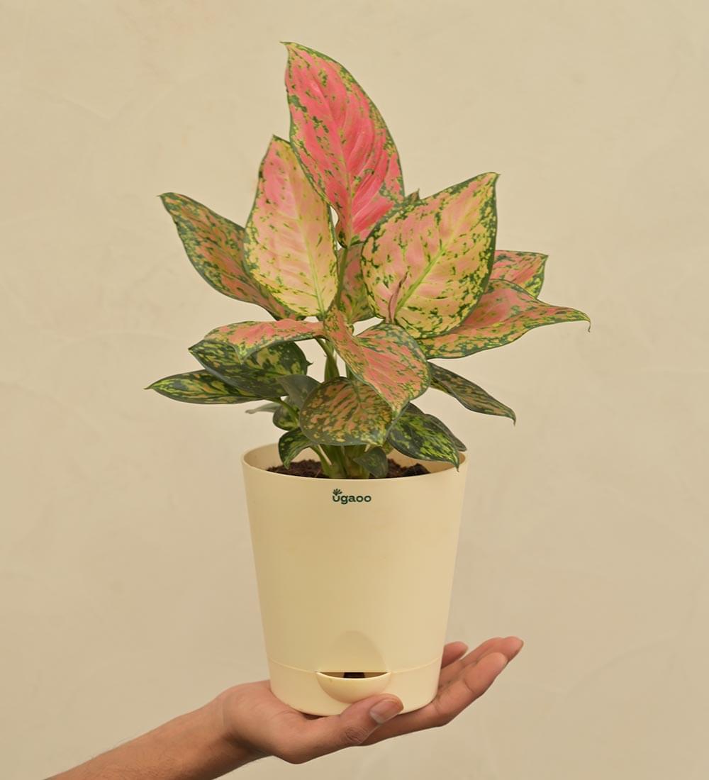 Aglaonema Pink Beauty Plant Gift Hamper