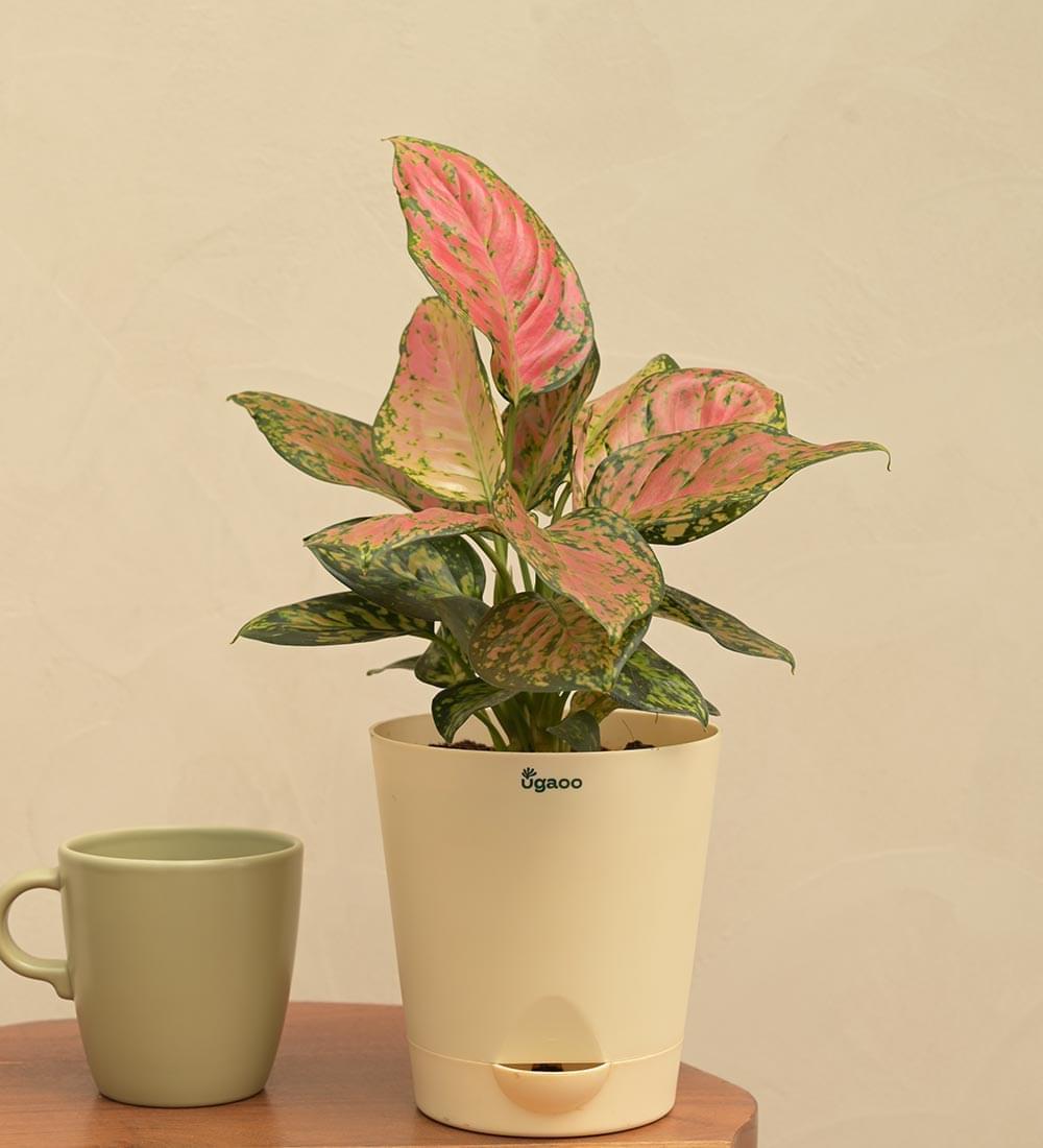 Aglaonema Pink Beauty Plant Gift Hamper