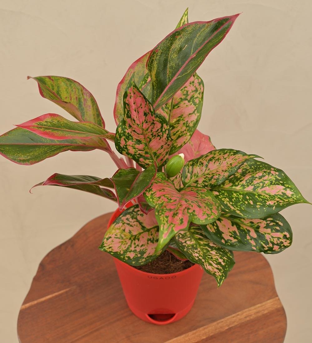 Aglaonema Red and Aglaonema Pink Beauty Plant Bouquet