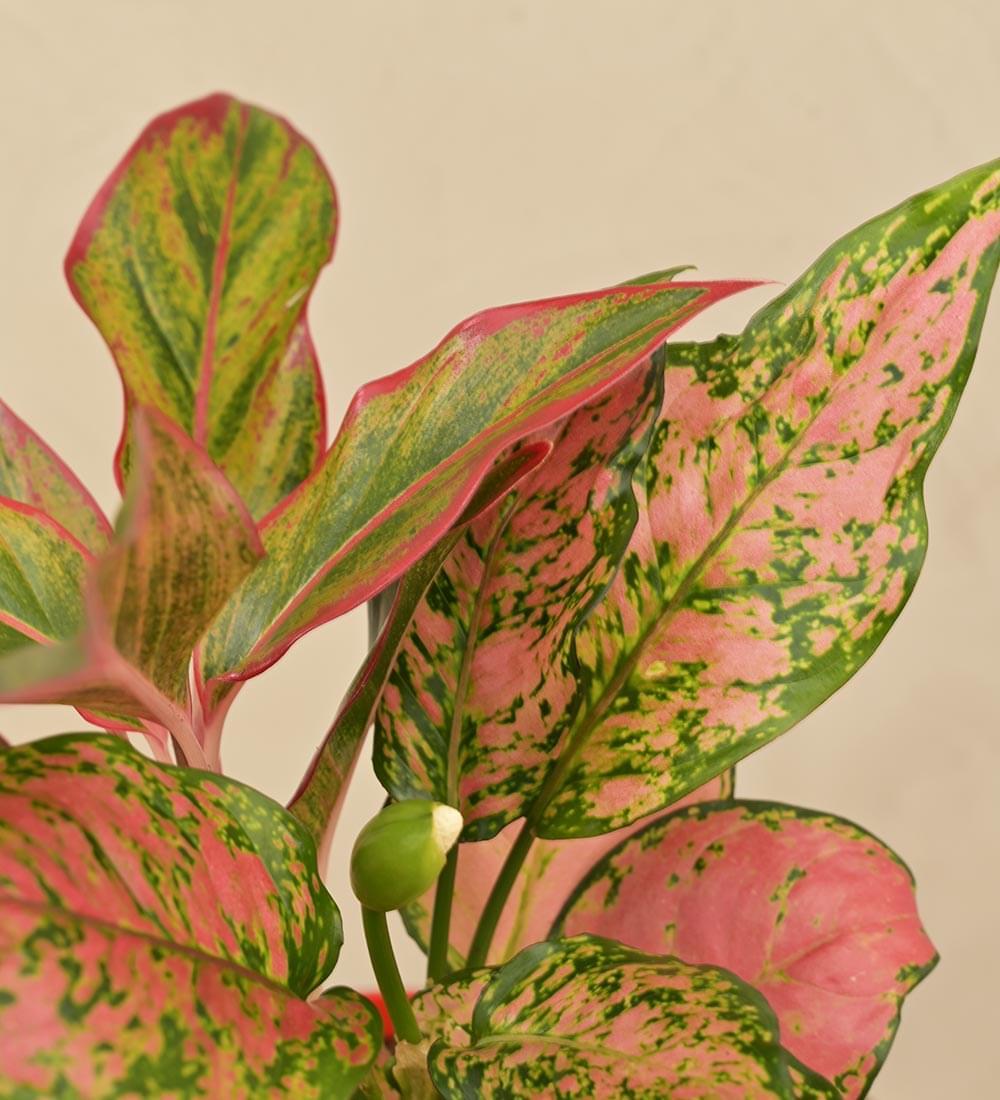 Aglaonema Red and Aglaonema Pink Beauty Plant Bouquet