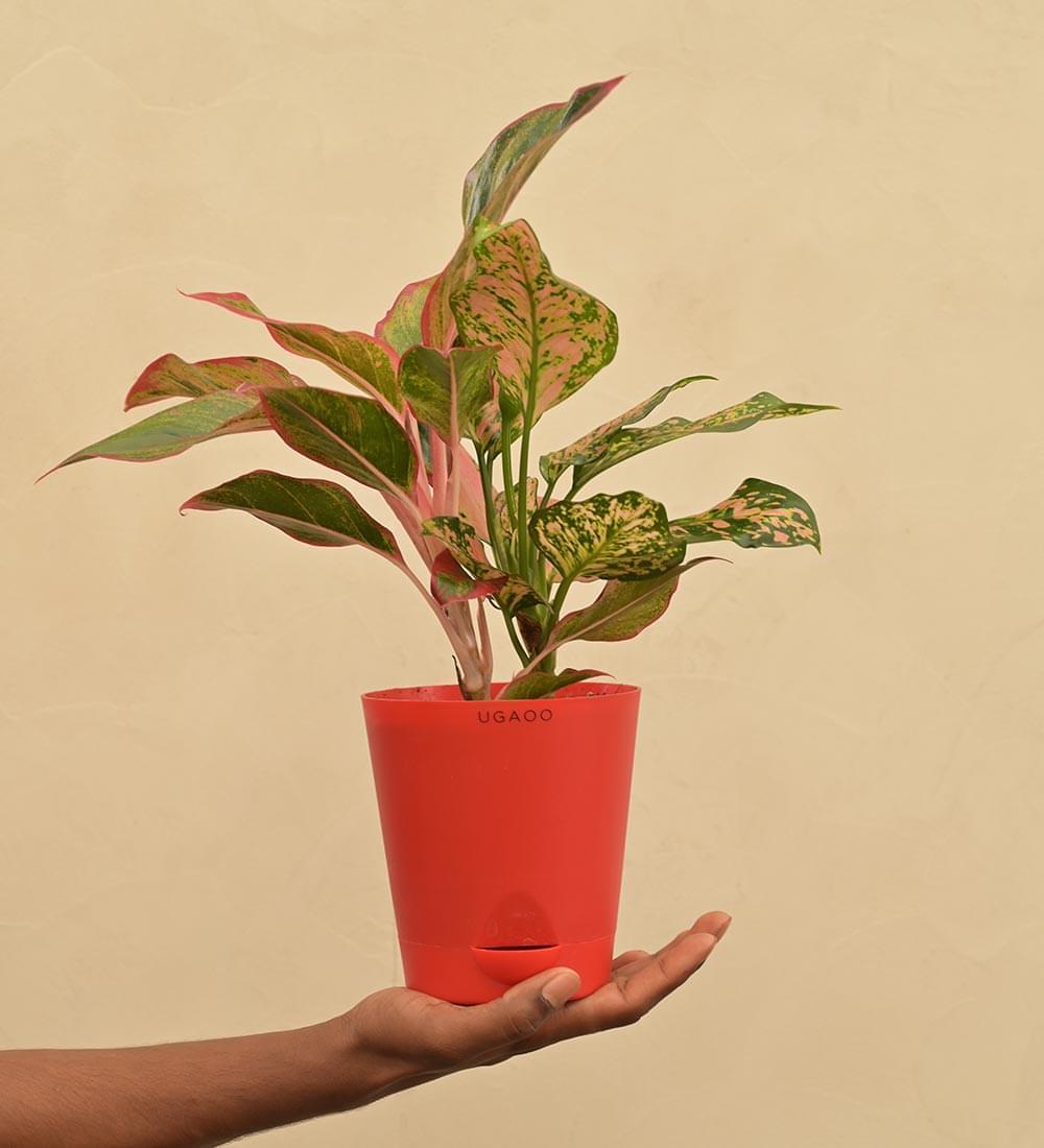 Aglaonema Red and Aglaonema Pink Beauty Plant Bouquet