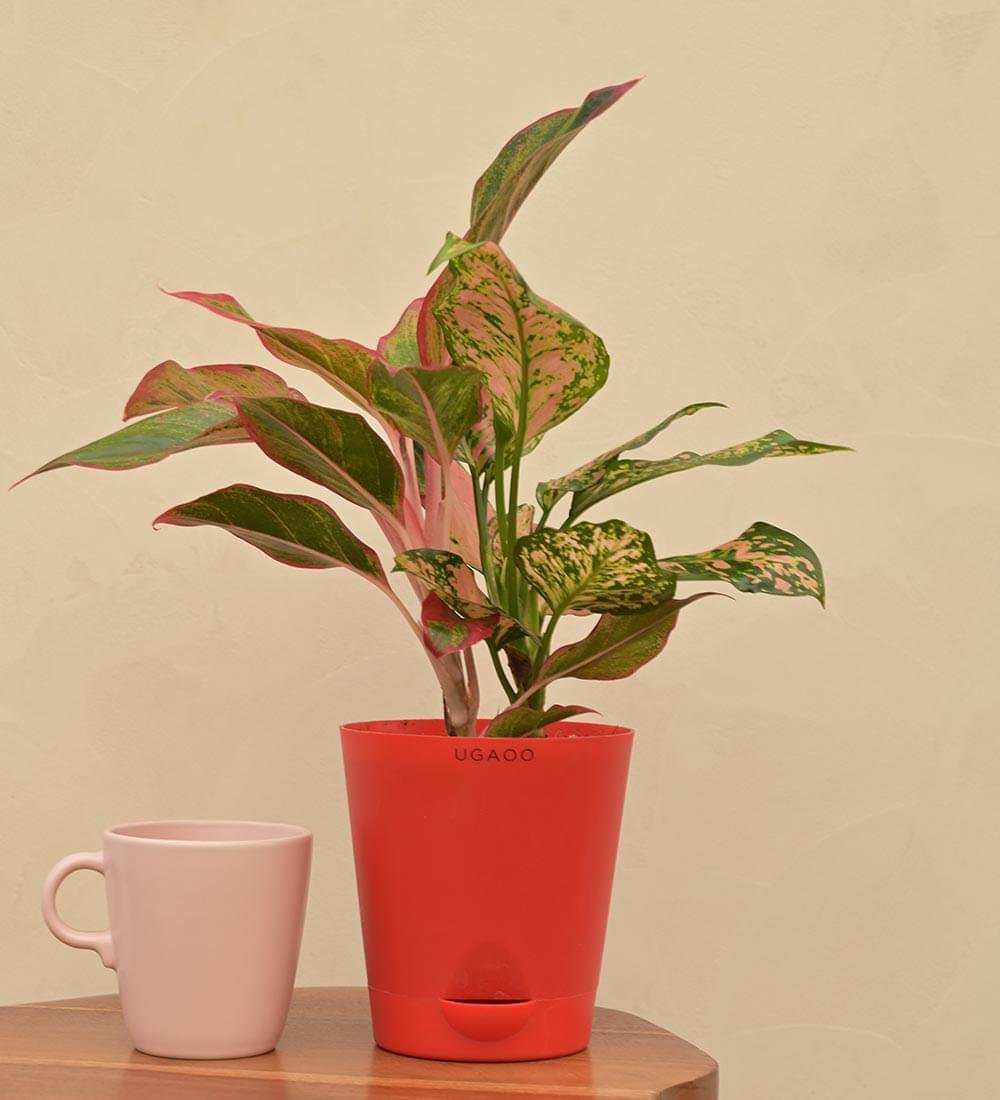 Aglaonema Red and Aglaonema Pink Beauty Plant Bouquet