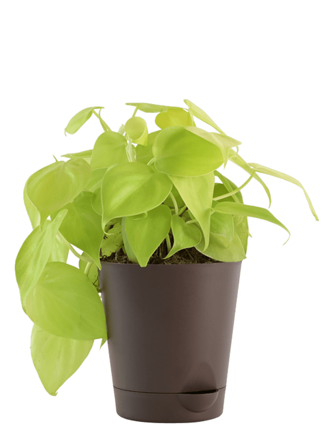 Air Purifying Plant Bundle - Aglaonema Red, Dracaena Coffee, Philodendron Oxycardium Golden