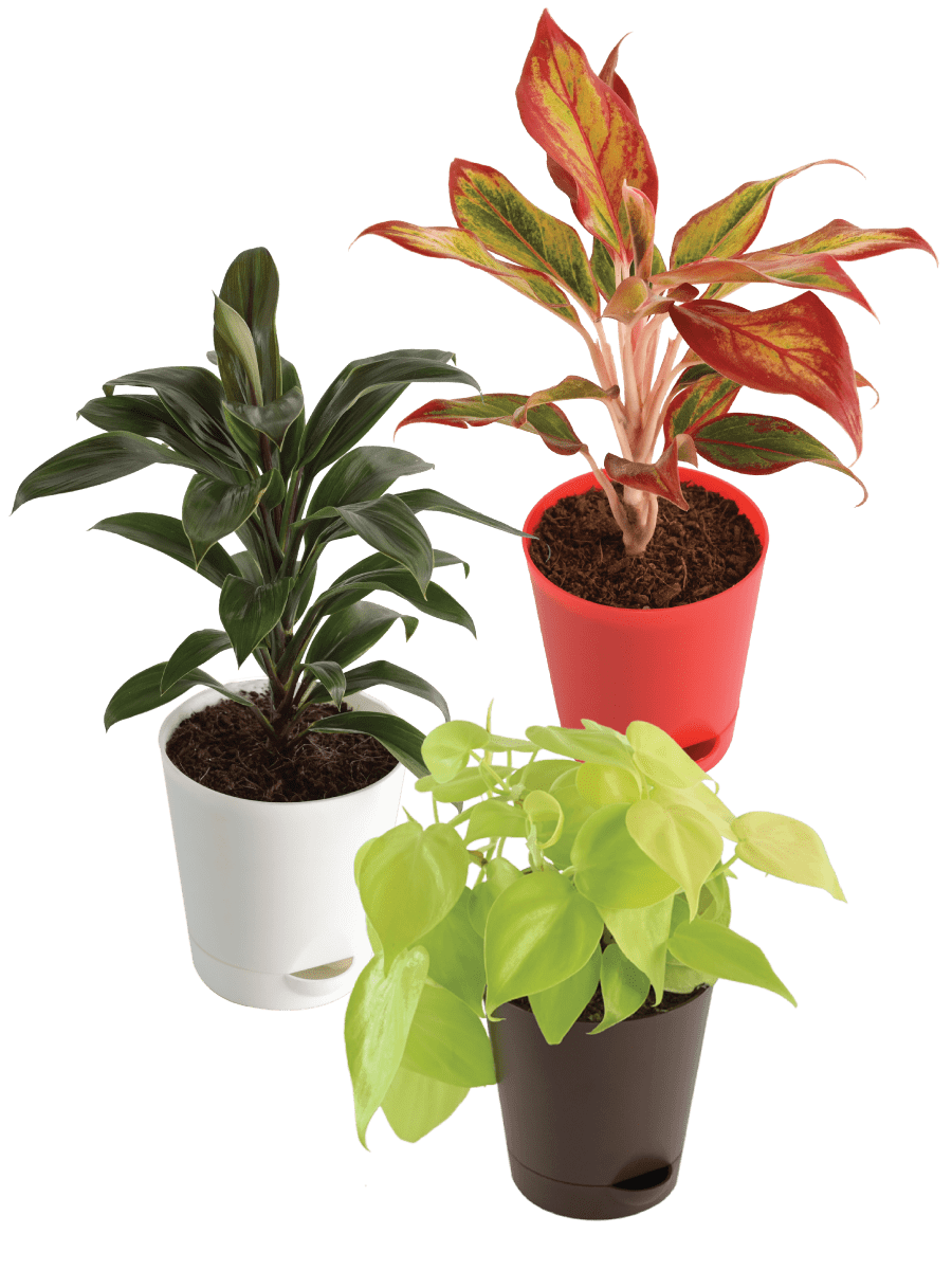 Air Purifying Plant Bundle - Aglaonema Red, Dracaena Coffee, Philodendron Oxycardium Golden