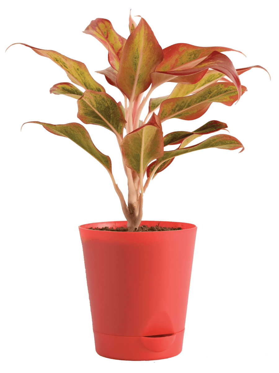 Air Purifying Plant Bundle - Aglaonema Red, Dracaena Coffee, Philodendron Oxycardium Golden