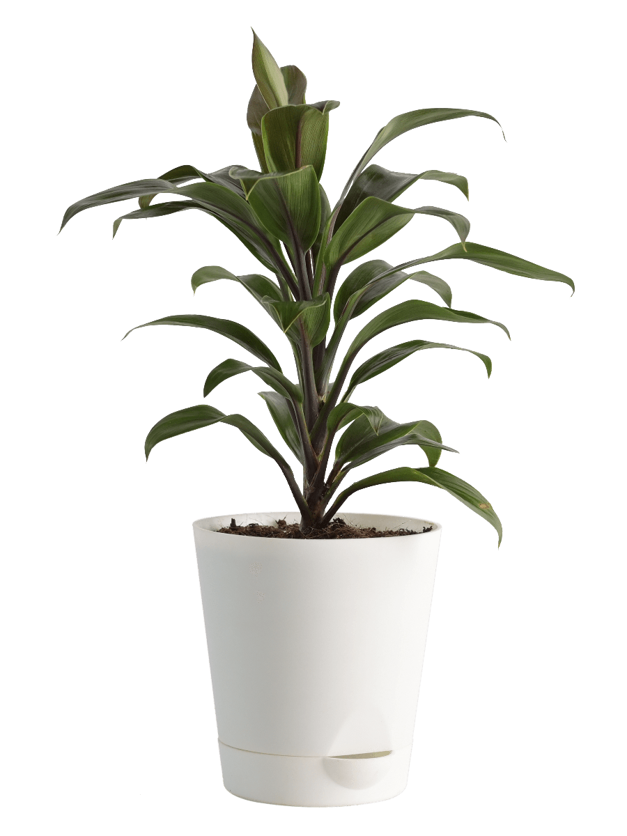 Air Purifying Plant Bundle - Aglaonema Red, Dracaena Coffee, Philodendron Oxycardium Golden