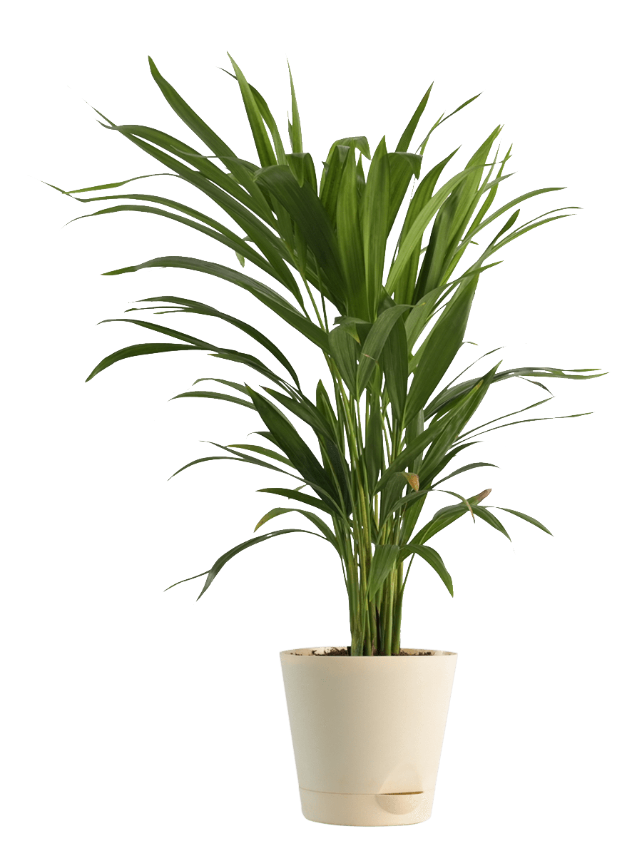 Air Purifying Plant Bundle - Areca Palm, Sansevieria Futura Superba