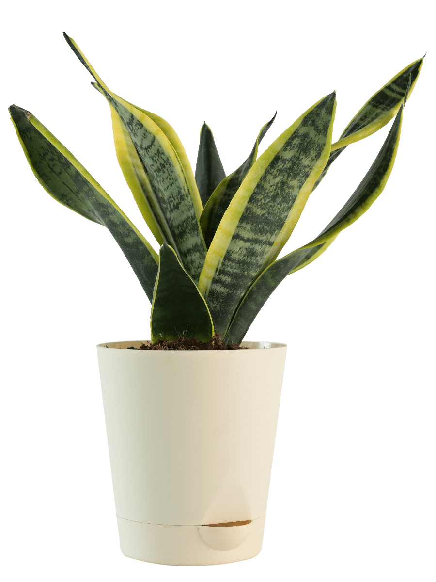 Air Purifying Plant Bundle - Areca Palm, Sansevieria Futura Superba