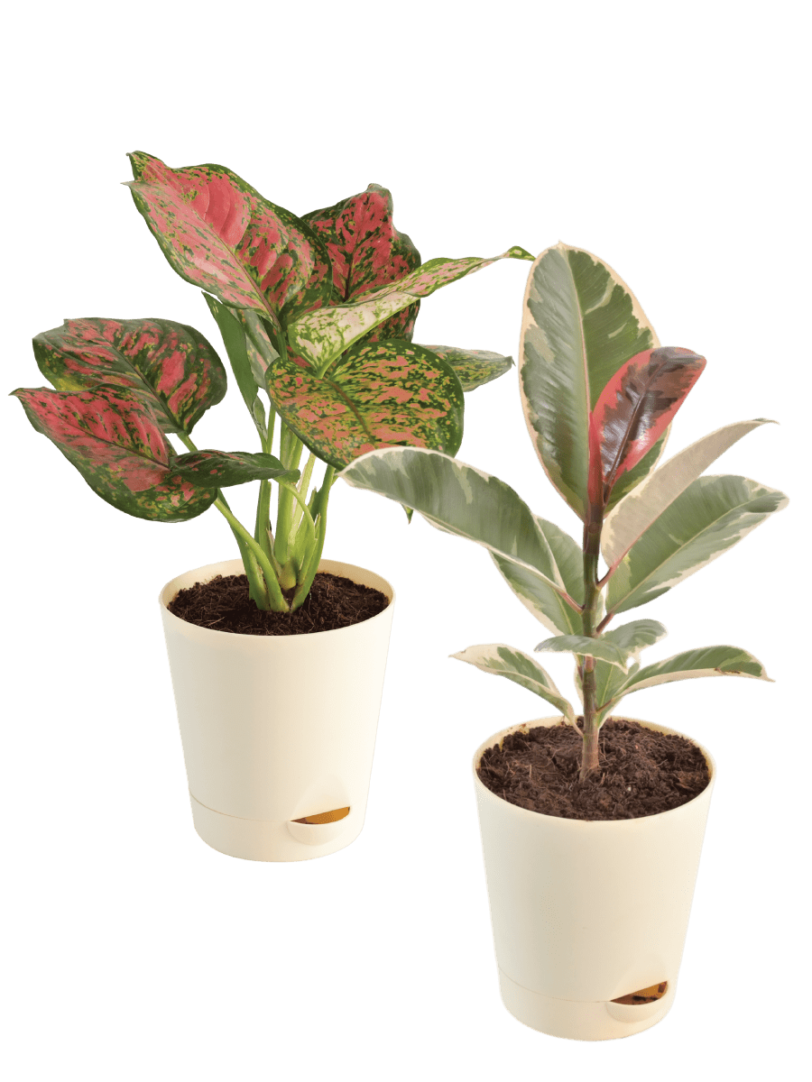 Air Purifying Plant Bundle - Rubber Variegated and Aglaonema Pink