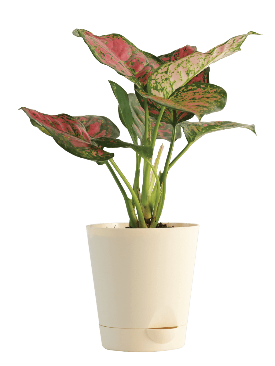 Air Purifying Plant Bundle - Rubber Variegated and Aglaonema Pink