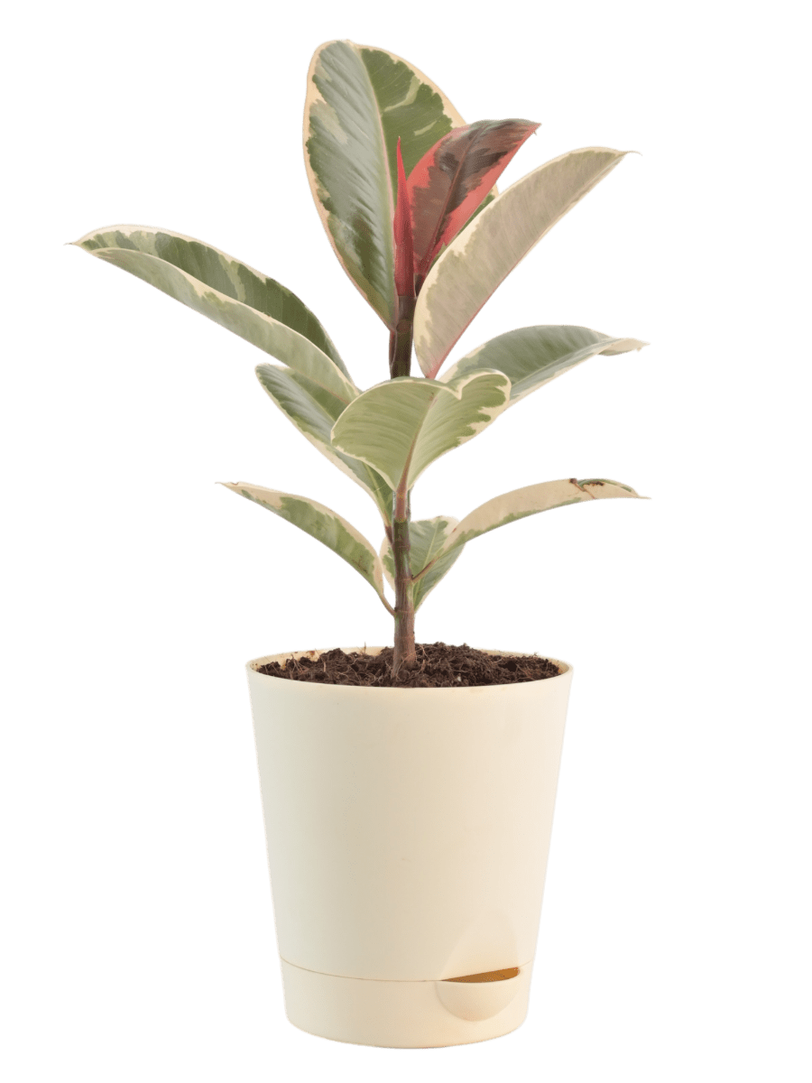 Air Purifying Plant Bundle - Rubber Variegated and Aglaonema Pink