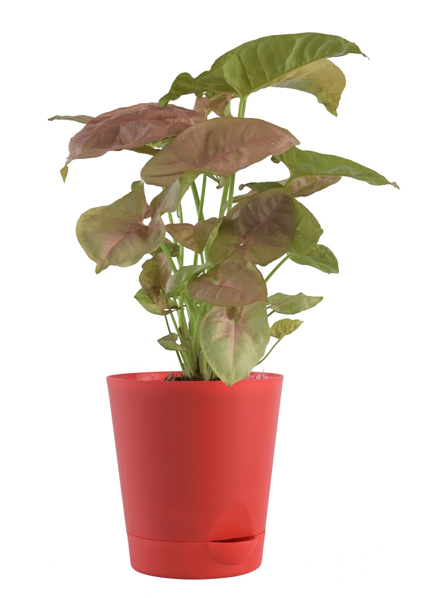 Air Purifying Plant Bundle - Syngonium Pink, Money N Joy, Philodendron Oxycardium Green