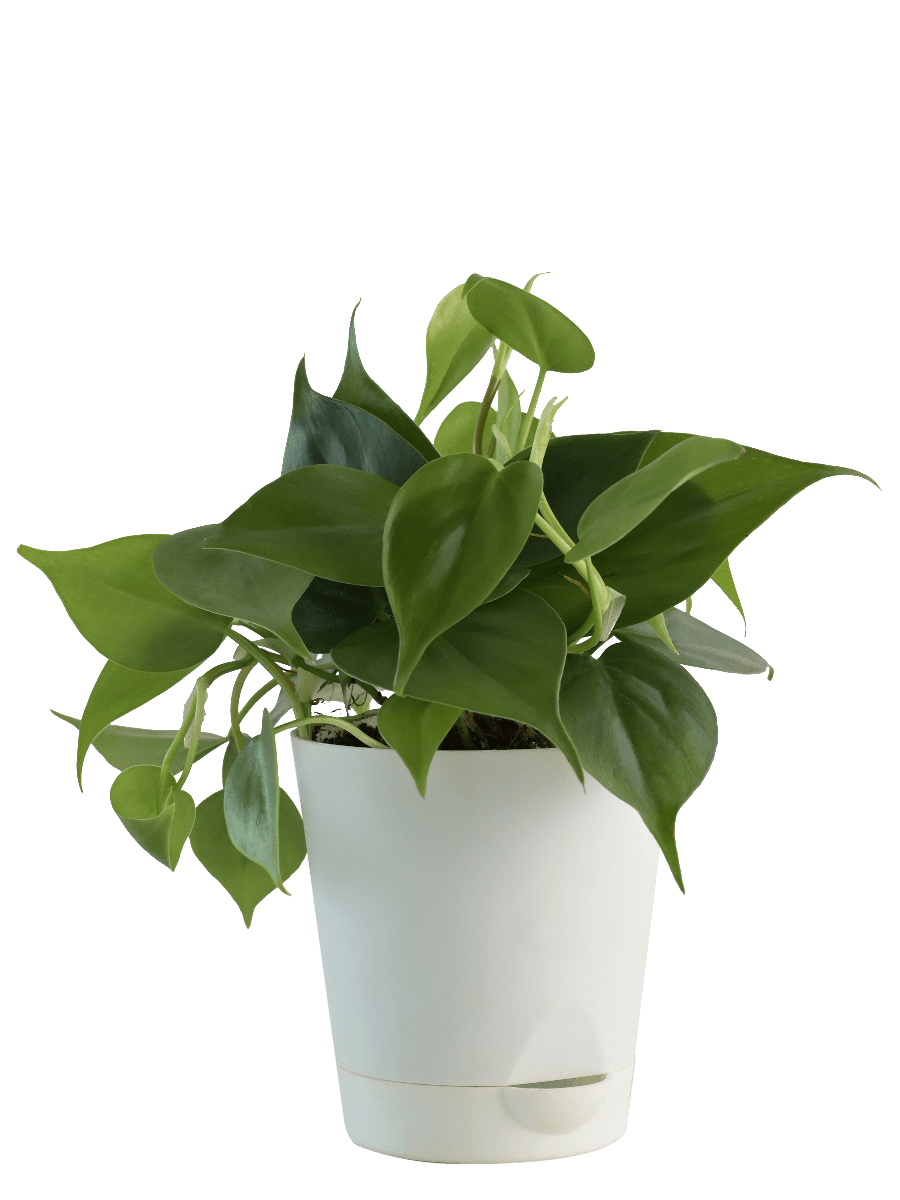 Air Purifying Plant Bundle - Syngonium Pink, Money N Joy, Philodendron Oxycardium Green