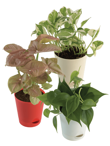 Air Purifying Plant Bundle - Syngonium Pink, Money N Joy, Philodendron Oxycardium Green