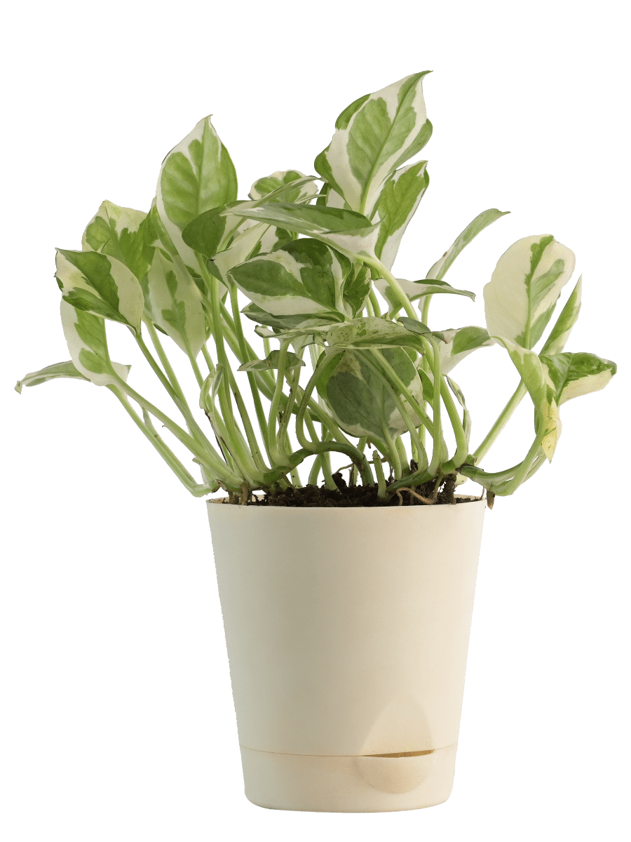 Air Purifying Plant Bundle - Syngonium Pink, Money N Joy, Philodendron Oxycardium Green