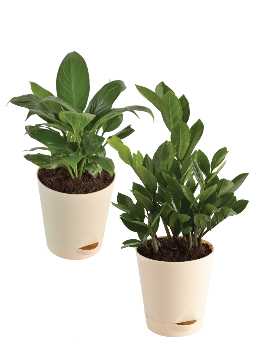 Air Purifying Plant Bundle - ZZ,  Peace Lily