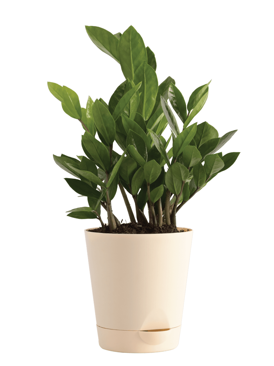 Air Purifying Plant Bundle - ZZ,  Peace Lily