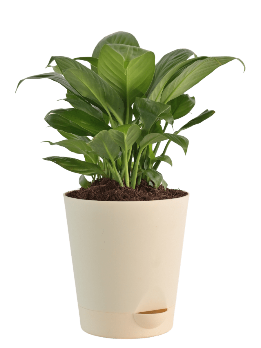 Air Purifying Plant Bundle - ZZ,  Peace Lily