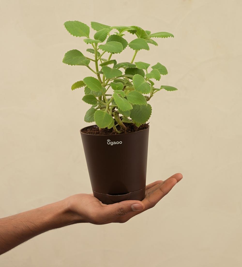 Ajwain Plant