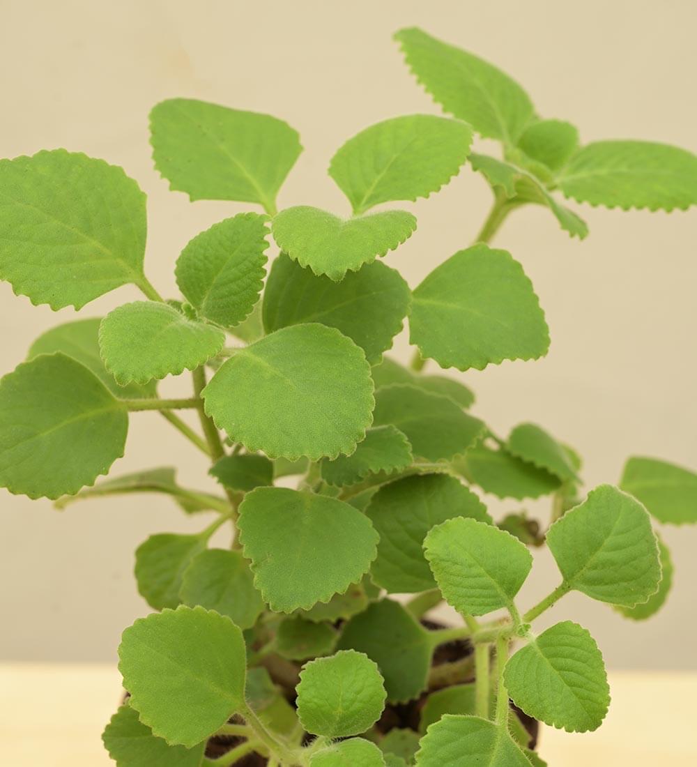 Ajwain Plant Gift Hamper