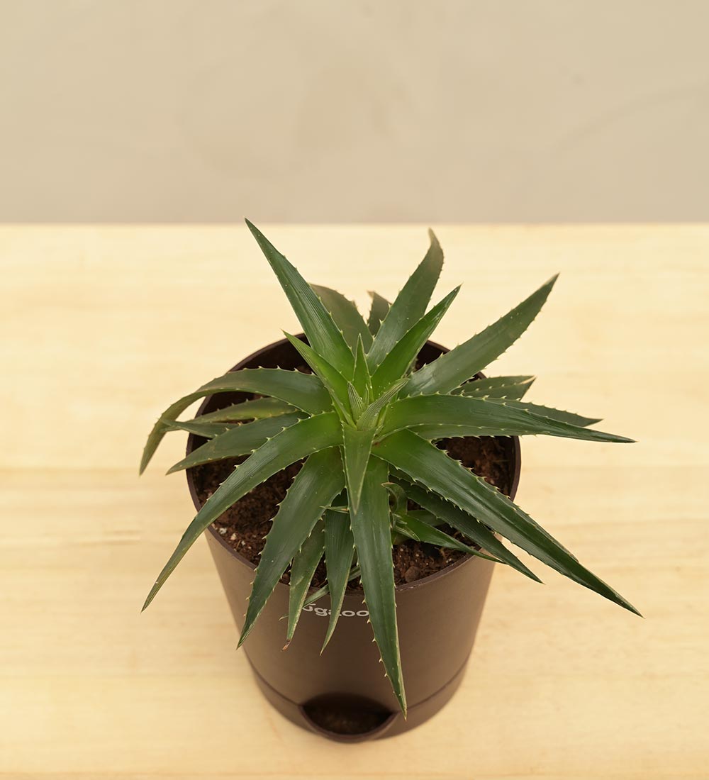 Aloe Vera Green Mini Plant