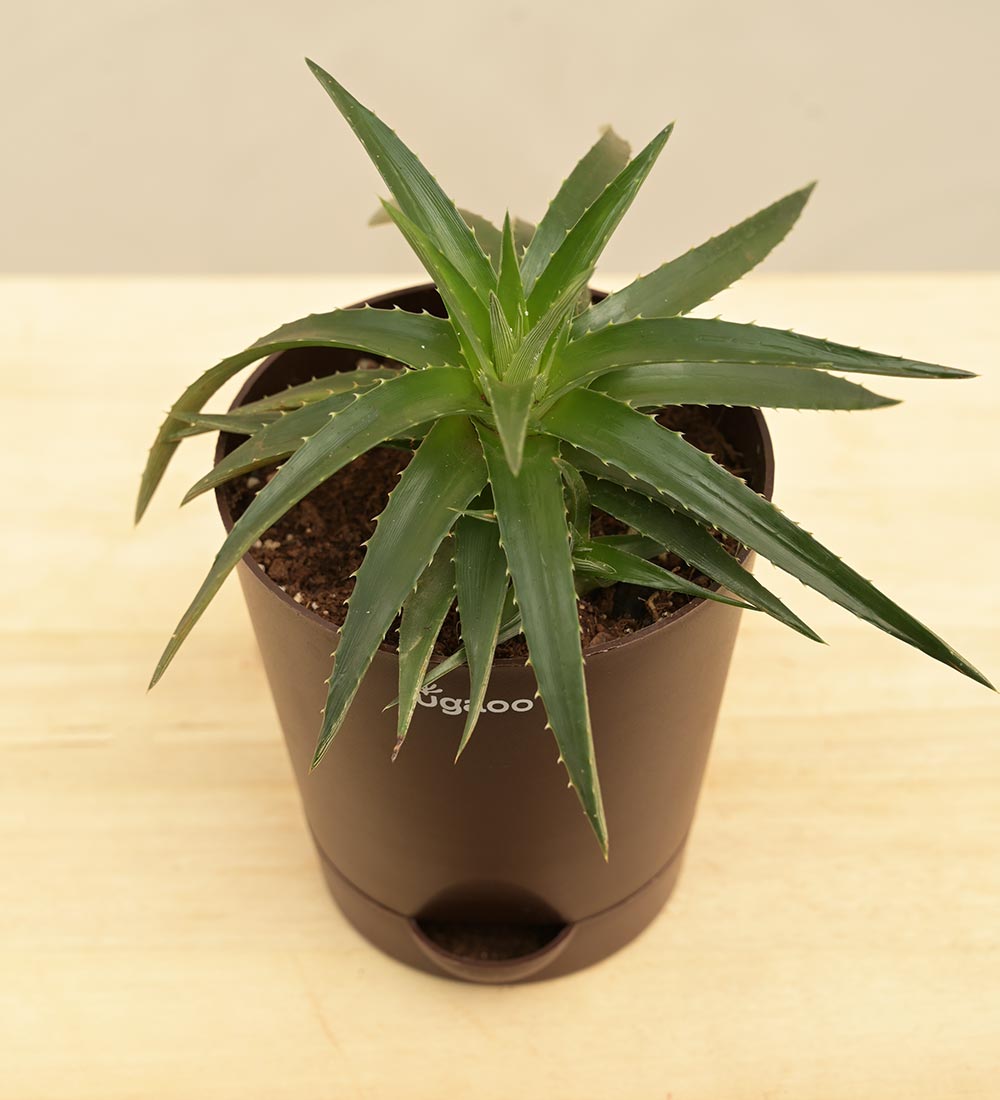 Aloe Vera Green Mini Plant