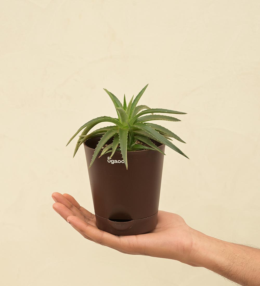 Aloe Vera Green Mini Plant