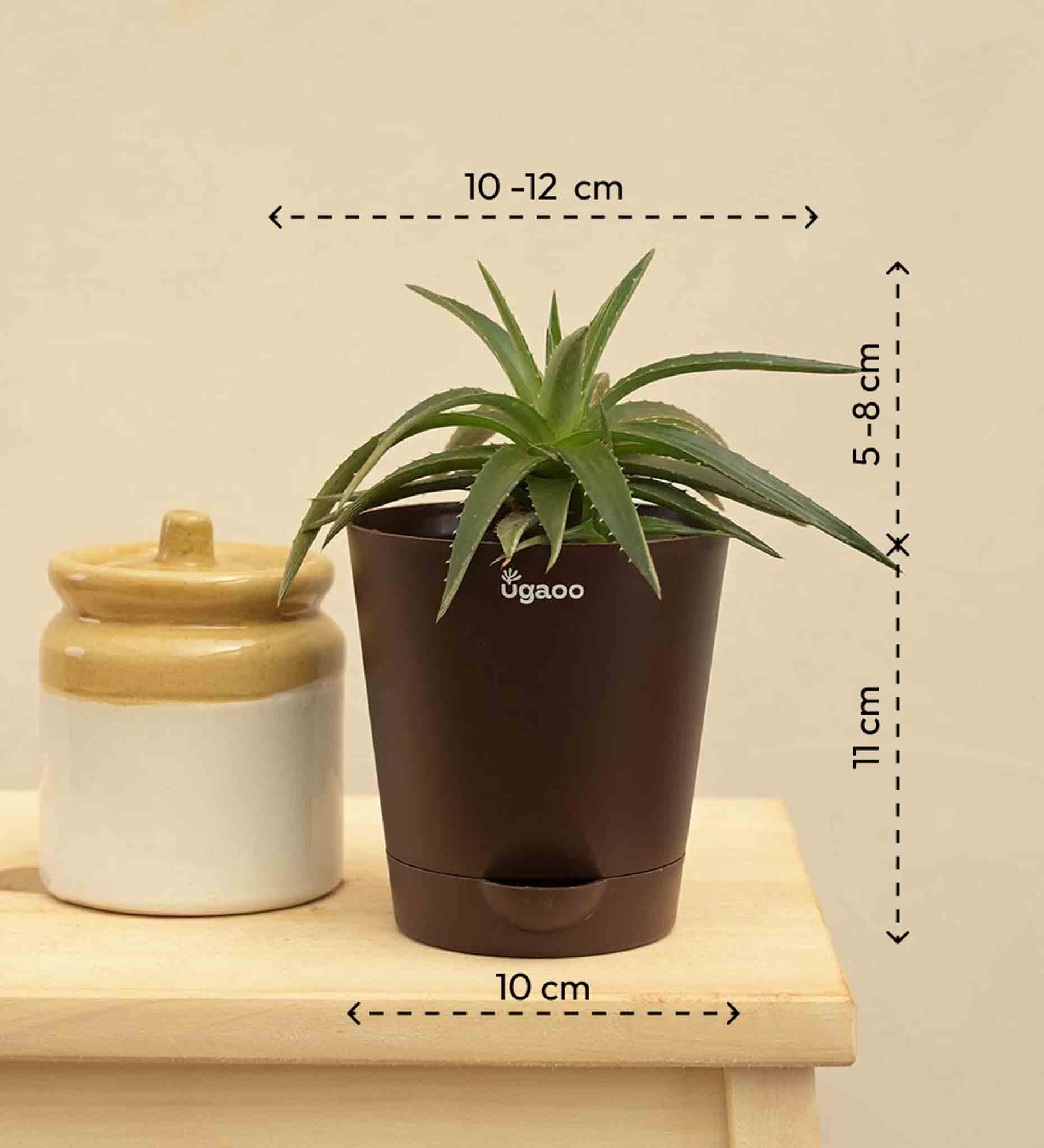 Aloe Vera Green Mini Plant