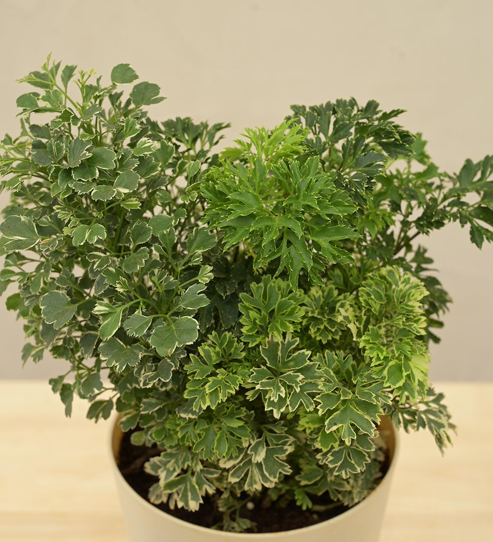 Aralia Golden Variegated White and Variegated White Mini Plant Bouquet