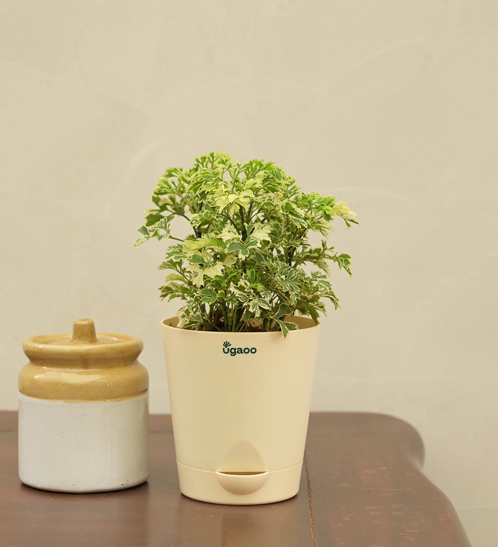 Aralia Variegated Mini Plant Gift Hamper