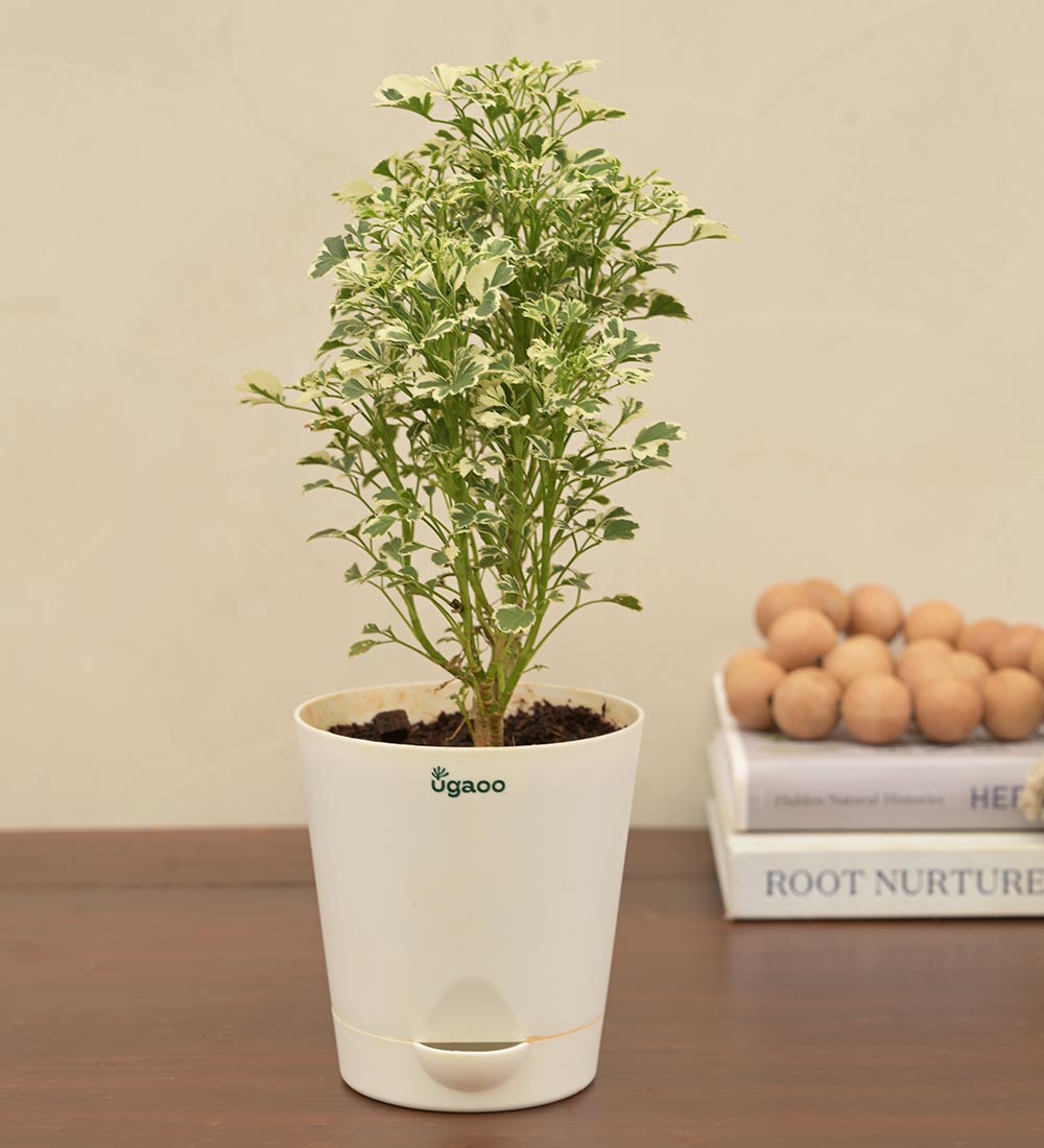 Aralia Variegated White Plant - Mini