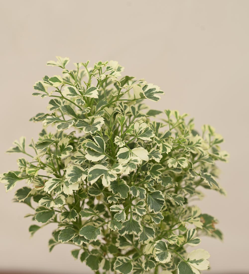 Aralia Variegated White Plant - Mini