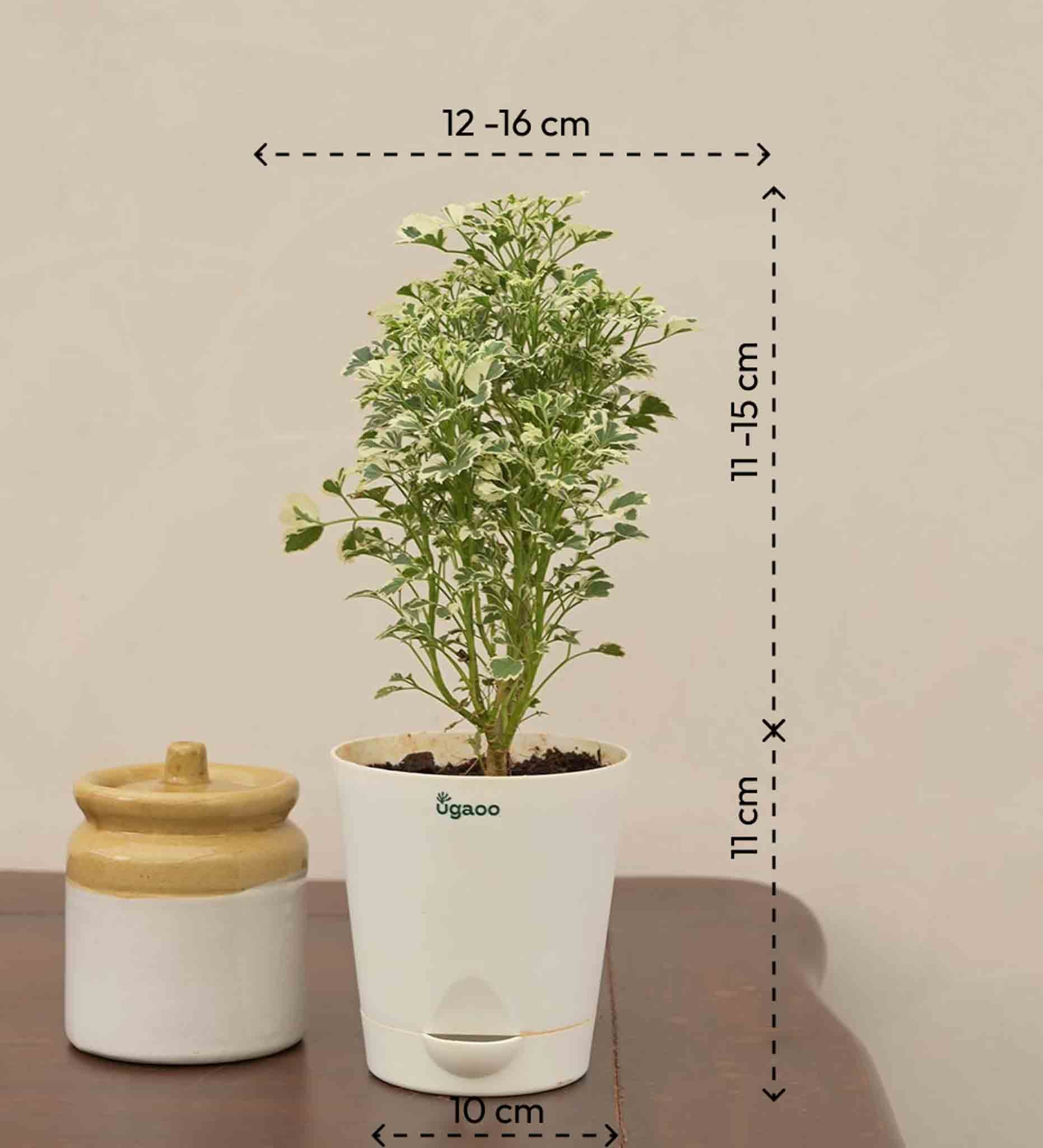 Aralia Variegated White Plant - Mini