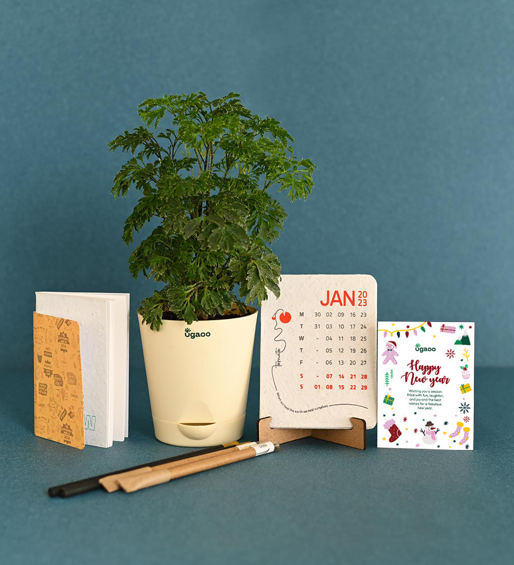 Aralia with Plantable Stationary