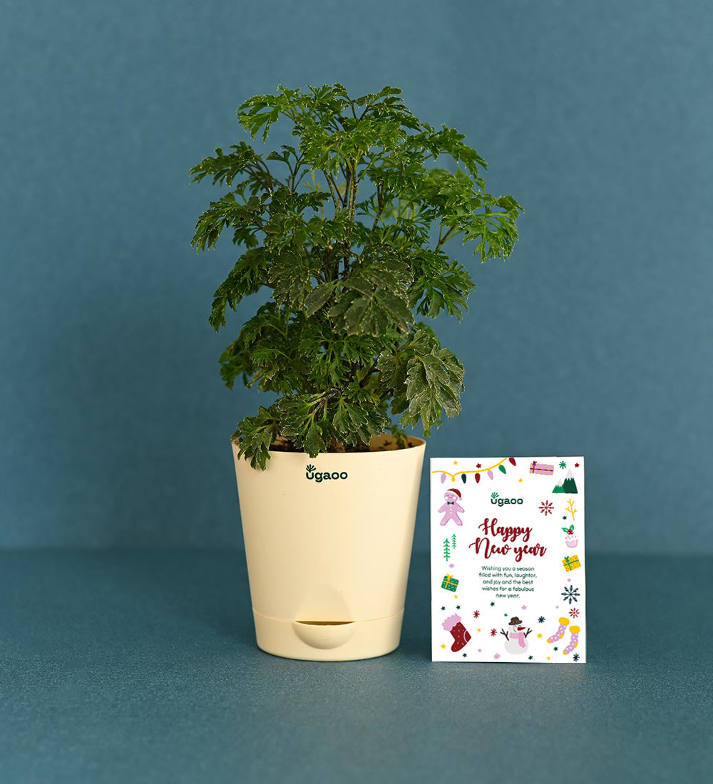 Aralia with Plantable Stationary