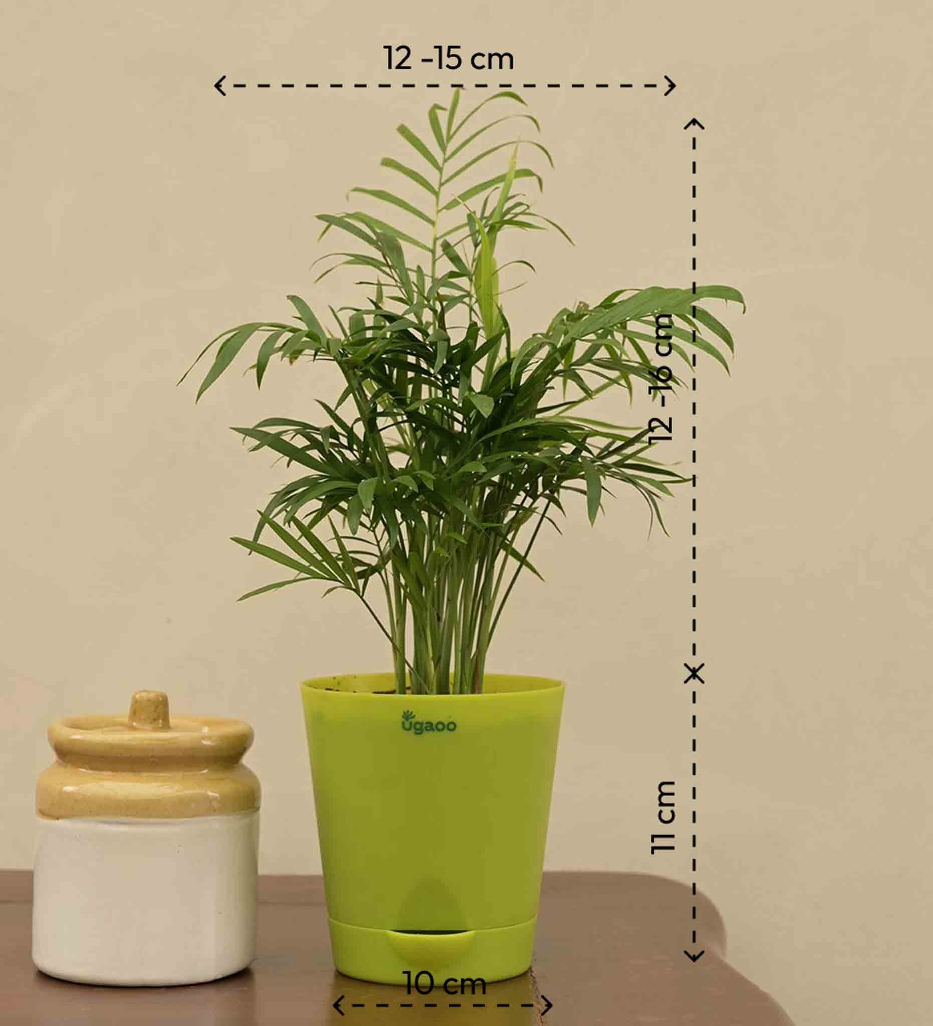 Bamboo Palm Plant