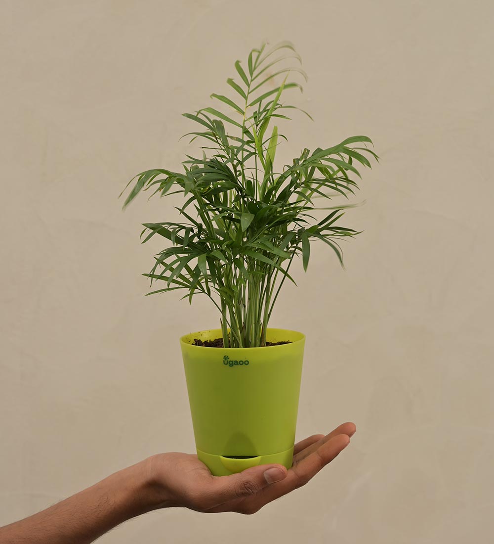 5 Layer Lucky Bamboo Plant, Easter Delivery in Ahmedabad – SendGifts  Ahmedabad