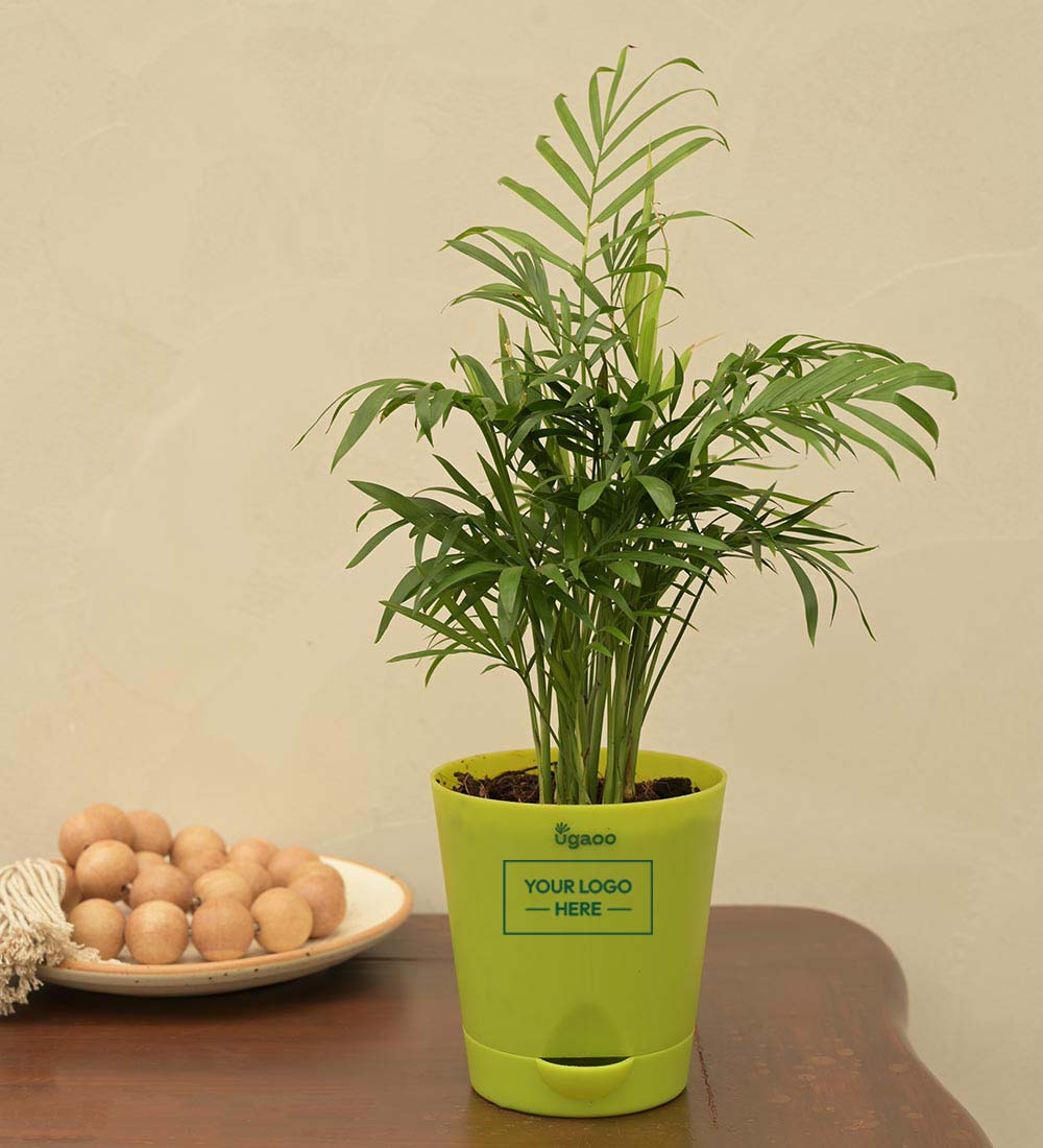 Bamboo Palm Plant Gift Hamper