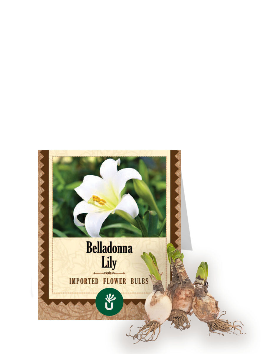 Belladonna Lily Bulbs