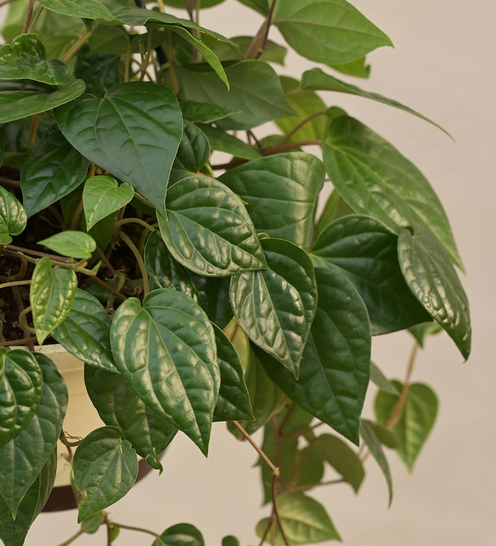 Betel Leaf (Magai Paan) With Hanging Pot