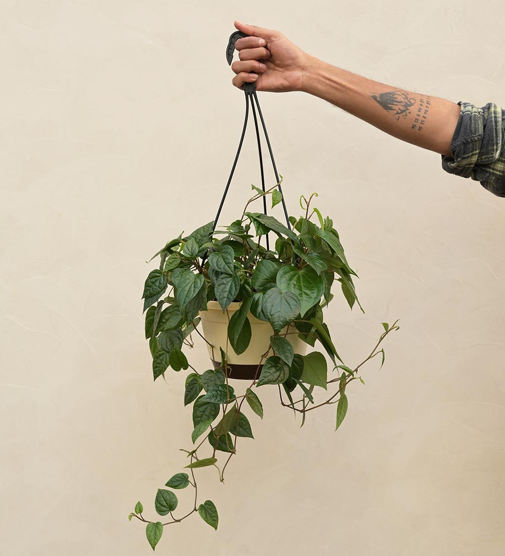 Betel Leaf (Magai Paan) With Hanging Pot